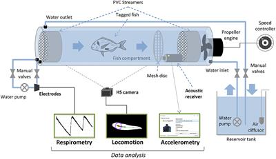 Swimming Activity of Gilthead Seabream (Sparus aurata) in Swim-Tunnels: Accelerations, Oxygen Consumption and Body Motion